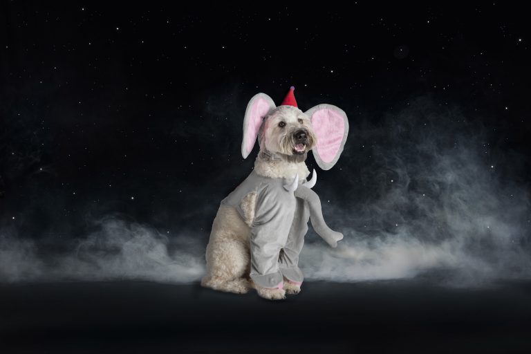 PetSmart Invites Pet Parents To “Step Right Up” For Carnival-Themed Halloween