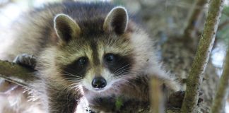 How To Wildlife Proof Your Property