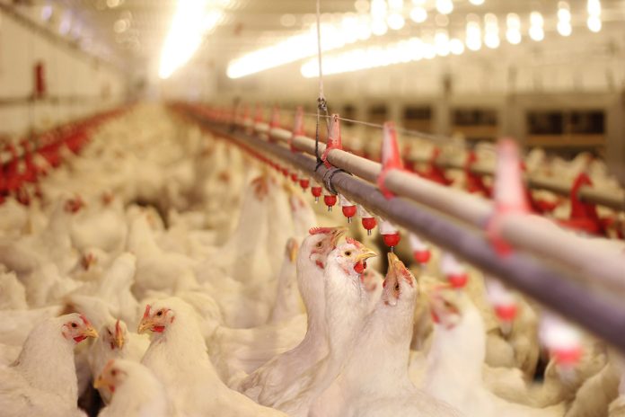 World Animal Protection-WORLD ANIMAL PROTECTION CALLS ON CANADA
