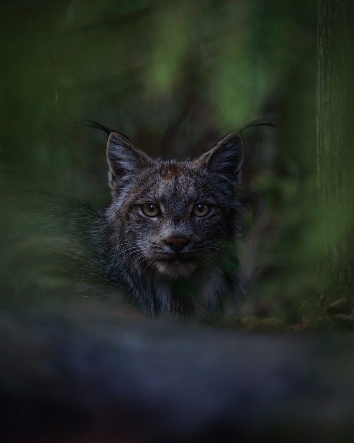 Royal Canadian Geographical Society-Canadian Geographic announce