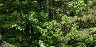 Roofing Contractor Charged For Illegally Dumping Roofing Material