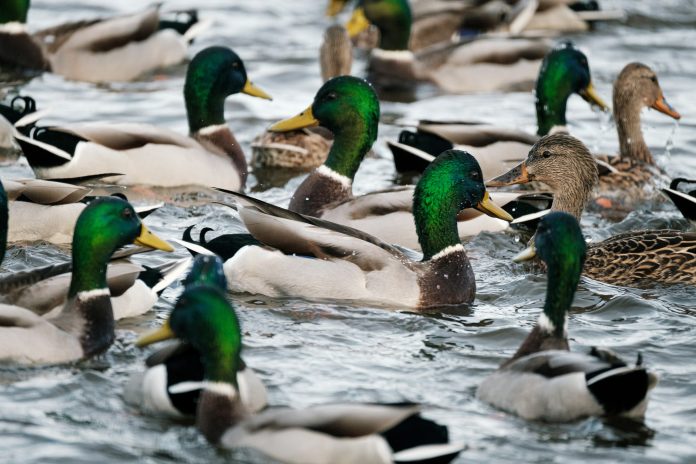 DUCKS UNLIMITED CANADA-2023 duck populations estimated at 32-3 m