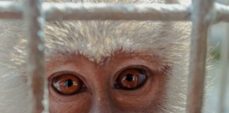 Animal Testing - Monkey