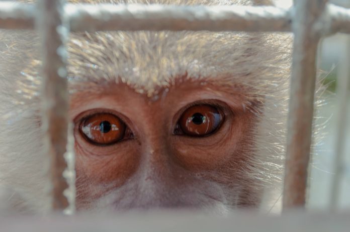 Animal Testing - Monkey