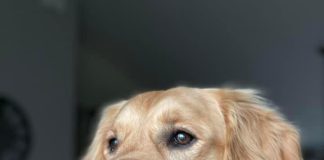 Fireworks Can Be Scary For Animals! OSPCA Shares Tips To Prevent Lost Pets