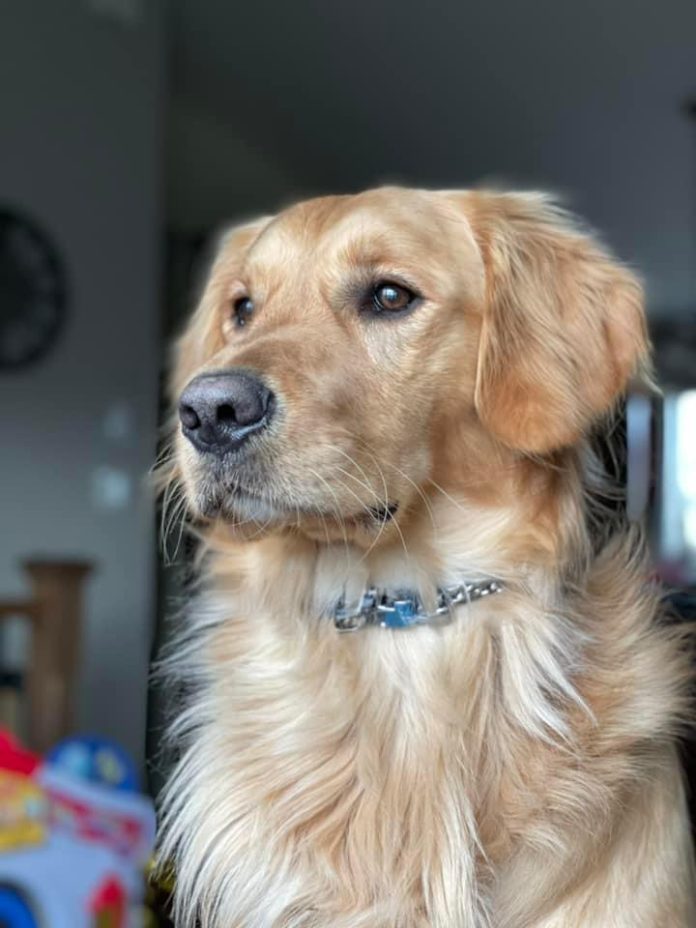 Fireworks Can Be Scary For Animals! OSPCA Shares Tips To Prevent Lost Pets