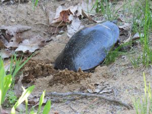A painted turtle nesting. The Ontario Turtle Hospital takes in injured turtles as well as eggs from damaged nests and injured females