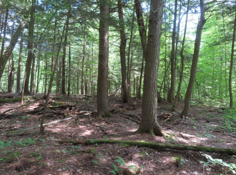 Westermain Woods Donates 350 Acres To Lake Of Bays Heritage Foundation For Protection In Perpetuity