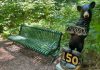 Bracebridge Reveals Name Of Storybook Trail Bear Sculpture