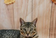 Time Is Running Out To Fetch Tickets As OSPCA’s 50/50 Lottery Reaches Over $110,000