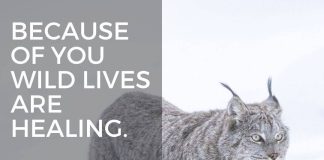 Aspen Valley Wildlife Sanctuary Invites Community To Double Their Impact This Giving Tuesday