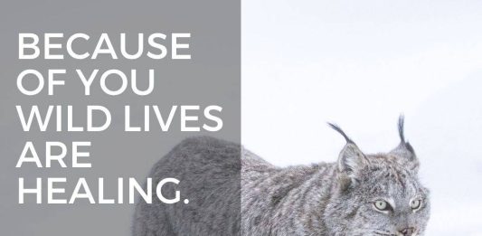 Aspen Valley Wildlife Sanctuary Invites Community To Double Their Impact This Giving Tuesday