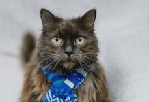 Make Tails Wag And Wishes Come True With OSPCA’s Home For The Holidays Adoption Campaign