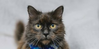 Make Tails Wag And Wishes Come True With OSPCA’s Home For The Holidays Adoption Campaign