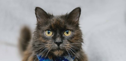 Make Tails Wag And Wishes Come True With OSPCA’s Home For The Holidays Adoption Campaign