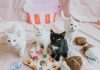 Whip Up Something Sweet And Support Animals With Cupcake Day For OSPCA