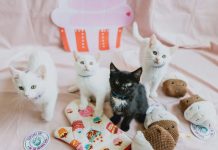 Whip Up Something Sweet And Support Animals With Cupcake Day For OSPCA