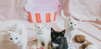 Whip Up Something Sweet And Support Animals With Cupcake Day For OSPCA