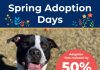Find Your New Best Friend During The OSPCA’s Spring Adoption Days