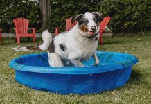 Keep Pets Chill This Summer With OSPCA’s No Hot Pets Campaign