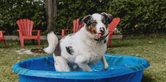 Keep Pets Chill This Summer With OSPCA’s No Hot Pets Campaign
