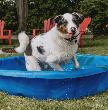 Keep Pets Chill This Summer With OSPCA’s No Hot Pets Campaign