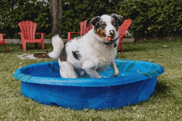 dog pool