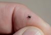 Protect Yourself From Tick Bites This Summer