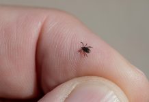 Protect Yourself From Tick Bites This Summer