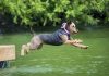 Calling All Canine Champions: Dock Diving Dogs Splash Into Orillia Waterfront Festival!
