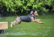 Calling All Canine Champions: Dock Diving Dogs Splash Into Orillia Waterfront Festival!
