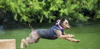 Calling All Canine Champions: Dock Diving Dogs Splash Into Orillia Waterfront Festival!