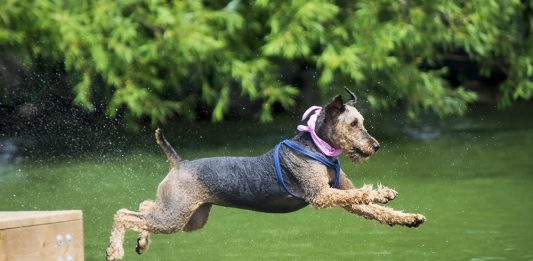Calling All Canine Champions: Dock Diving Dogs Splash Into Orillia Waterfront Festival!