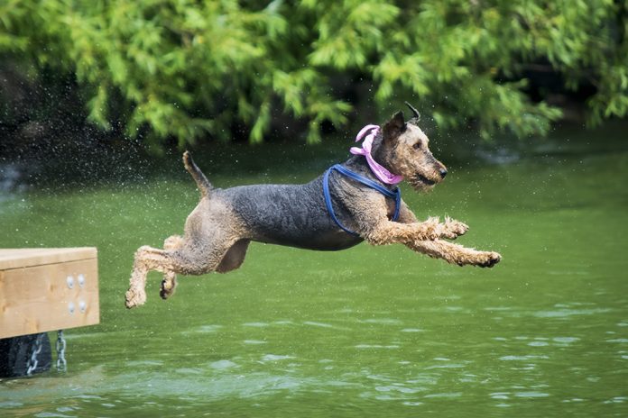 dive dog