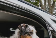 OSPCA Reminds Pet Parents To Take Precautions As Heat Warnings Issued