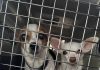 OSPCA Expands Support For Pets Displaced By Northern Ontario Wildfires