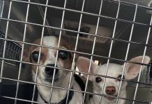 OSPCA Expands Support For Pets Displaced By Northern Ontario Wildfires