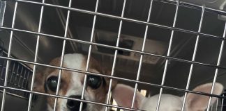 OSPCA Expands Support For Pets Displaced By Northern Ontario Wildfires