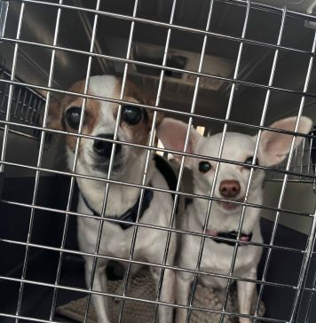 OSPCA Expands Support For Pets Displaced By Northern Ontario Wildfires