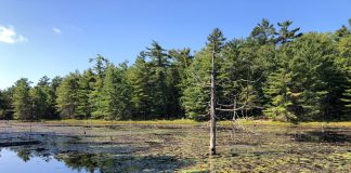 Georgian Bay Land Trust Celebrates Protection Of 365-Acre Honey Harbour Nature Reserve