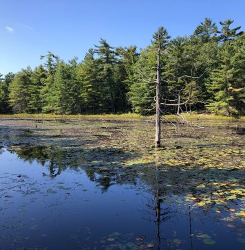 Georgian Bay Land Trust Celebrates Protection Of 365-Acre Honey Harbour Nature Reserve