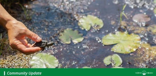 More Than 1,100 Turtle Eggs Protected During Twelve Mile Bay Road Improvements