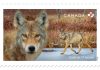 Eastern Wolf Stamp Features Michael Runtz And Algonquin Park