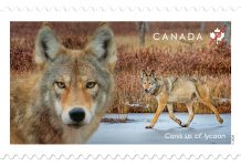 Eastern Wolf Stamp Features Michael Runtz And Algonquin Park