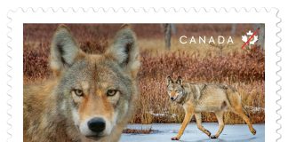 Eastern Wolf Stamp Features Michael Runtz And Algonquin Park