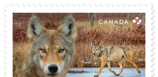Eastern Wolf Stamp Features Michael Runtz And Algonquin Park