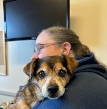 OSPCA Helps Protect Pets Through Free Rabies Vaccination Clinic In Muskoka